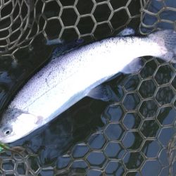 放流魚はどこだ ～大安トラウトレイク～